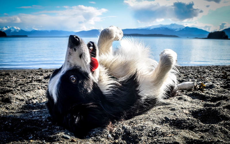 vertebrate, beach, water, black, sea, cloud - sky, one animal, canine, no people, dog, animal themes, land, pets, animal, nature, 2K, beauty in nature