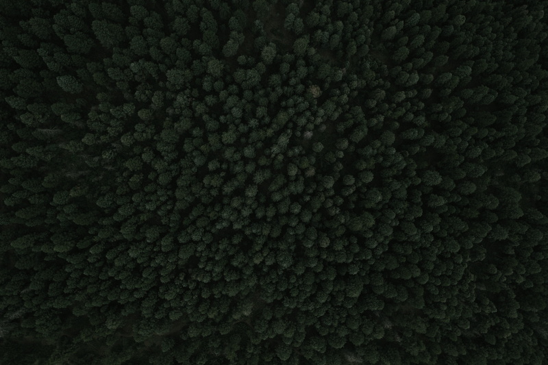 macro, no people, nature, drone view, 4K, green color, pattern, food and drink, beauty in nature, abstract, close-up, drone, forest, night, shot, natural pattern
