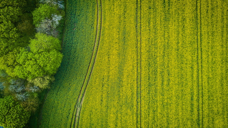 trees, photography, drone cam, aerial shot, tree, land, no people, green, 4K, pattern, tranquility, grass, wide, farmland, scenics - nature, light, tranquil scene