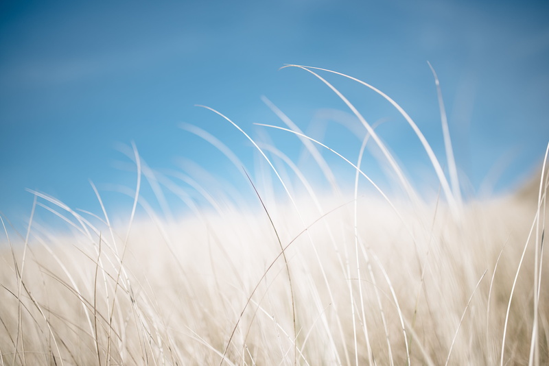 breeze, bright, brown, agriculture, soft, fur, white, no people, detail, blade of grass, crop, field, minimal, nature, close, plant, cereal plant, beauty in nature
