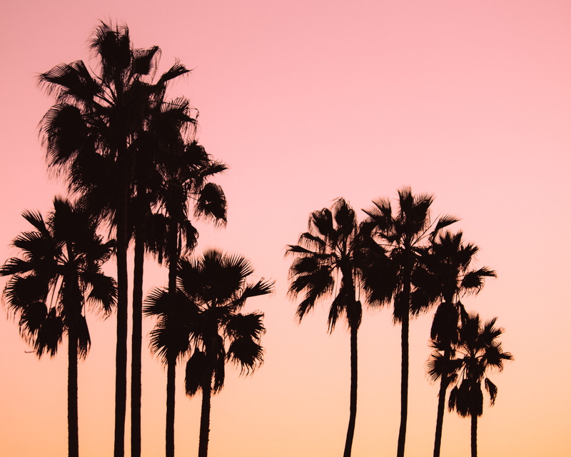 no people, minimal, egyesült államok, minimalism, silhouette, colour, sunset, tree, los angeles, beauty in nature, palm leaf, tranquil scene, tall - high