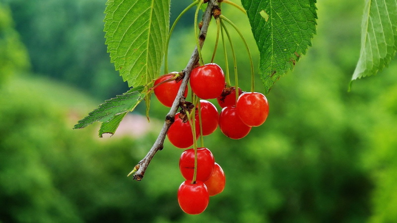freshness, plant, no people, fruit, food and drink, beauty in nature, focus on foreground, food, green color, ripe, leaf, outdoors, close-up, cherries (food)