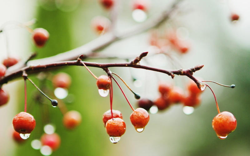 branch, wellbeing, healthy eating, no people, red, outdoors, selective focus, tree, macro, freshness, cherries (food), food and drink, water drops, nature