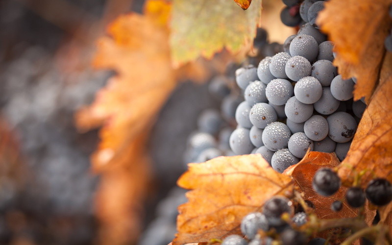selective, grape, drops, macro, fruit, 2K, nature, photography, grapes, hd, water