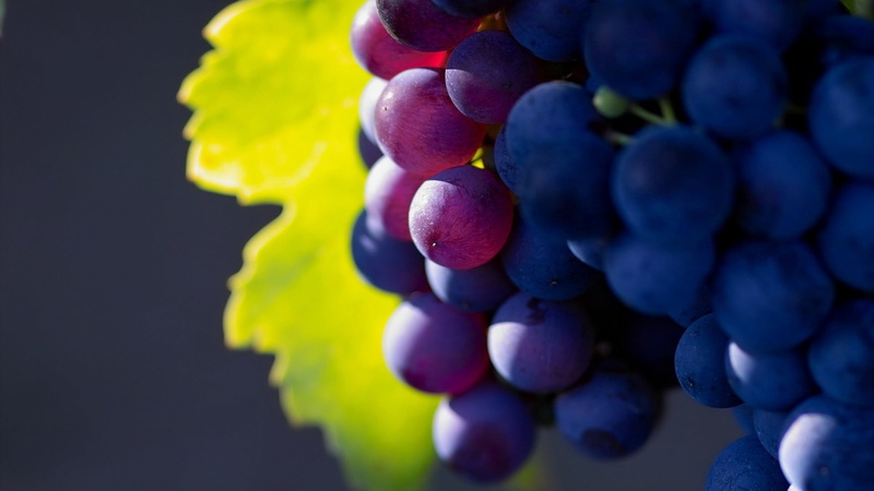 agriculture, grape, studio shot, grapes, plants, berry fruit, 1080P, black background, ripe, depth of field, fruit, healthy eating, antioxidant, bunch