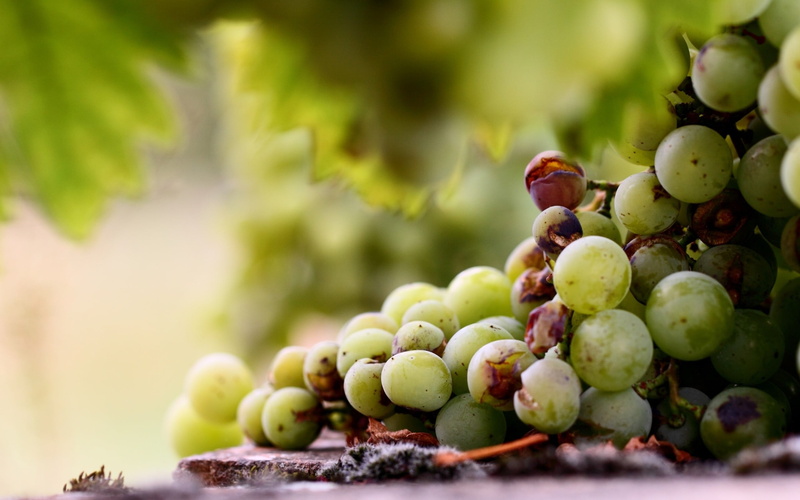 no people, wellbeing, ripe, fruit, nature, growth, grape, grapes, bunch, close-up, green color, selective focus, agriculture, leaf, food and drink, freshness