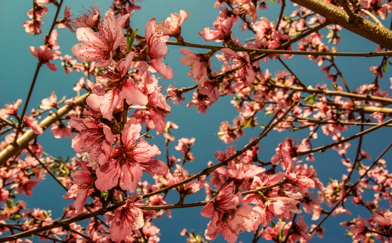branch, plant, springtime, flowering plant, day, petal, 5K, focus on foreground, vulnerability, Nature, growth, outdoors, pollen, flor, freshness, flower head
