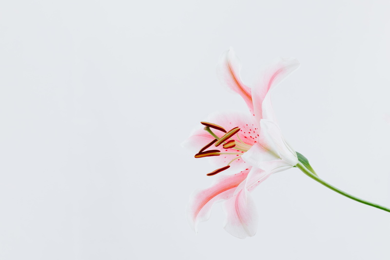 minimalism, white background, white, nature, flower petals, simple, flowers, 5K, petals, pink