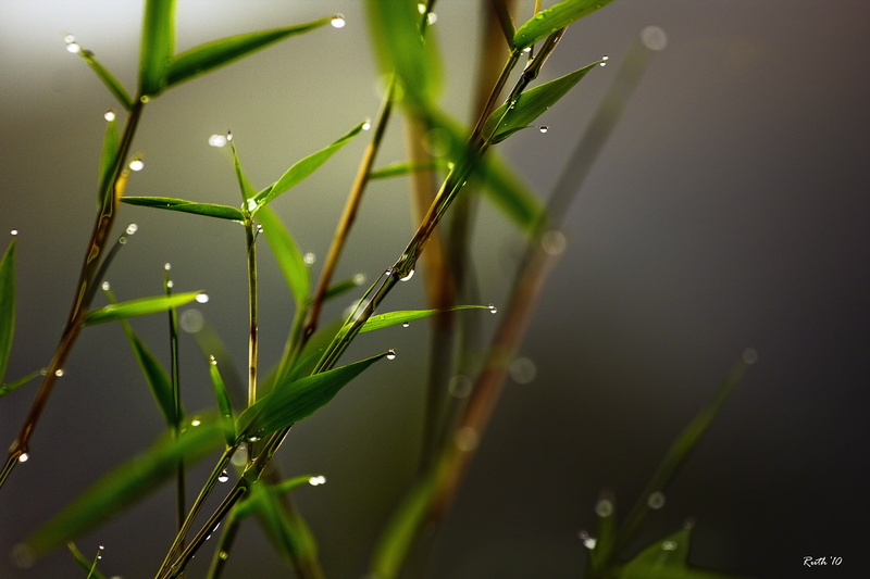 focus on foreground, condensation, plants, summer, springtime, wet, season, backgrounds, grass, blade of Grass, freshness, beauty In Nature, rain, no People