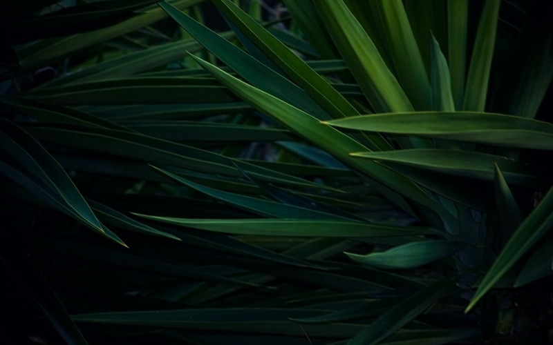 freshness, pandan, black, leaf, plant part, 720P, growth, palm leaf, tranquility, beauty in nature, nature, green color, botany, grass, plant, no people