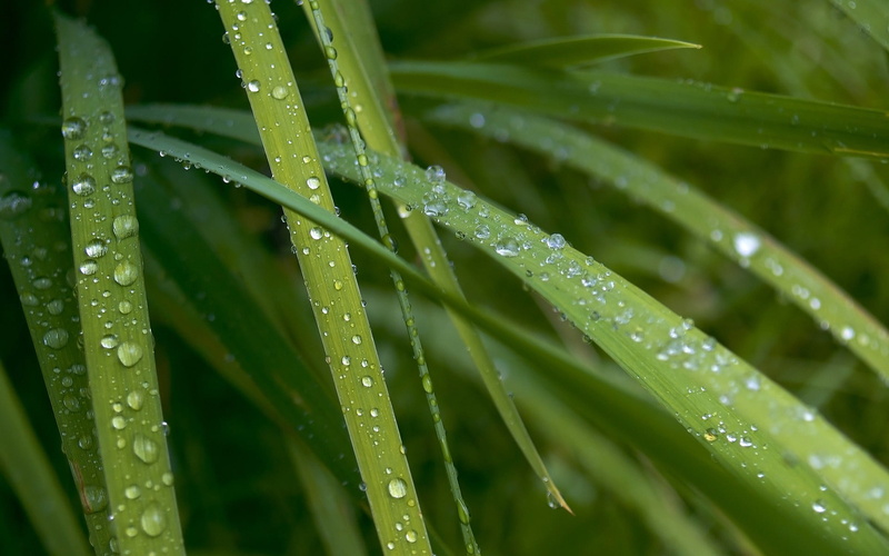 blade of grass, growth, plant part, drop, grass, water, close-up, green color, dew, wet, purity, no people, outdoors, freshness, rain, plant, nature, 1080P