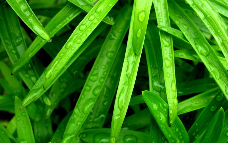 close-up, plant part, leaves, leaf, growth, green, herb, nature, no people, vegetable, blade of grass, drop, yellow, water drops, wet, grass, plants, food