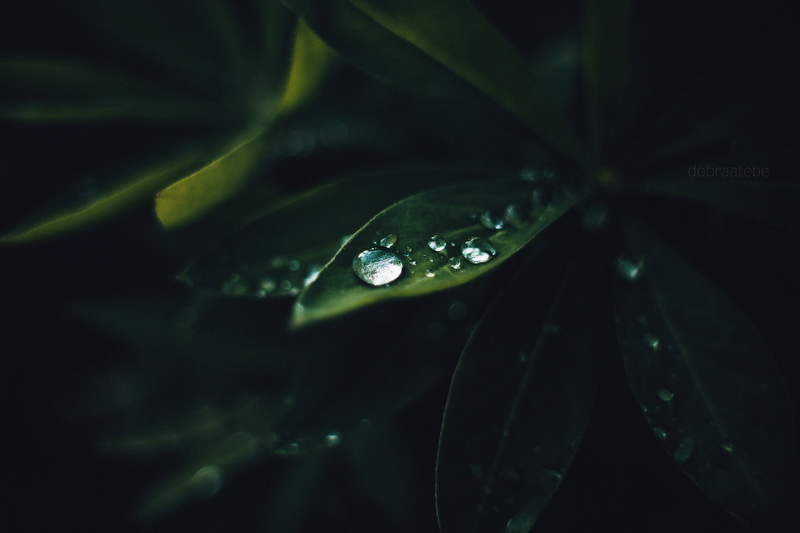 fragility, environment, floating on water, blade of grass, rain, forest, selective focus, springtime, close, macro, plants, green Color, photography, leaf
