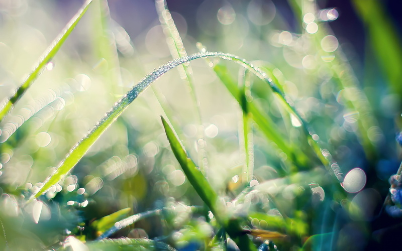 plants, nature, freshness, close-up, blade of grass, fragility, sunlight, beauty in nature, growth, 2K, no people, plant, wet, dew, day, outdoors, water