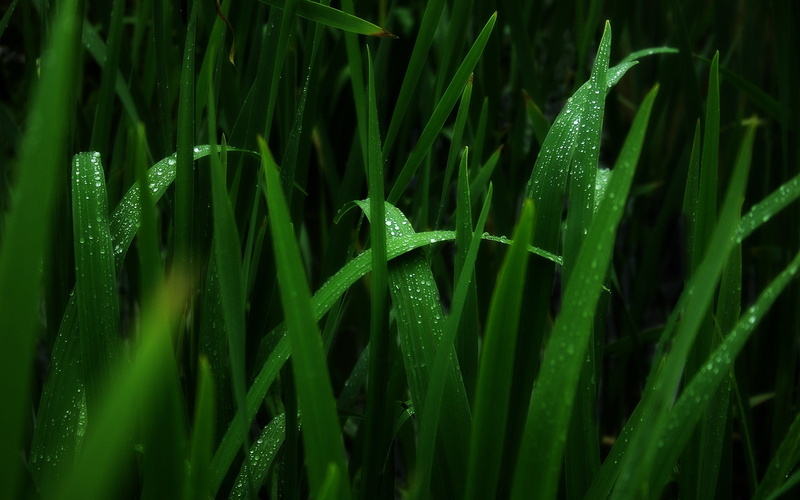 green, water drops, day, drop, rainy season, grass, water, plant, no people, beauty in nature, plants, leaf, wet, purity, rain, blade of grass, macro, green color