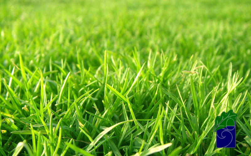green, lush foliage, freshness, photo, environmental Conservation, organic, beauty in nature, springtime, no People, focus, full frame, plant, grass, rural Scene