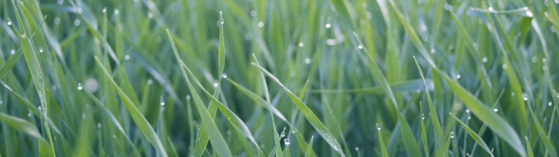 water, backgrounds, green, environment, water drops, close-up, no people, grass, plant, land, nature, photography, blade of grass, agriculture, drop, outdoors