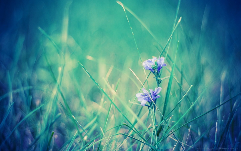 selective focus, flower head, grass, field, flowers, land, vulnerability, blade of grass, purple, 1080P, springtime, plant, plain, no people, blue, flower