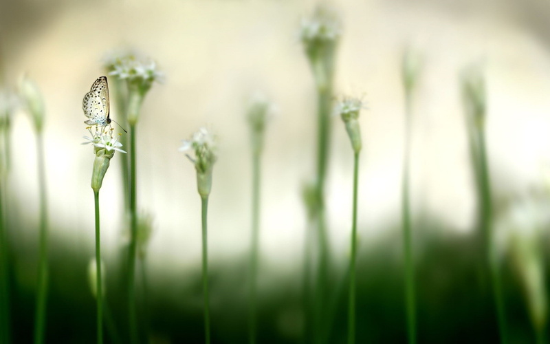 butterfly, vulnerability, springtime, green color, focus on foreground, plant, flower, tranquility, day, flowering plant, selective focus, freshness, grass