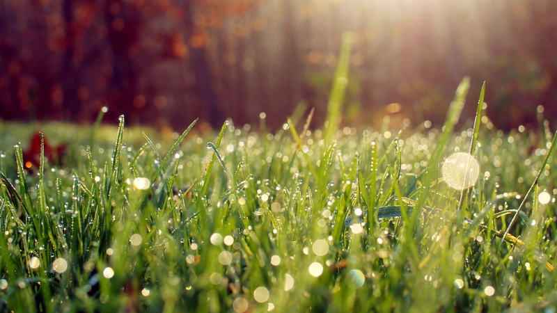 focus, no people, green, grass, outdoors, raindrop, day, springtime, sunlight, blade of grass, 1080P, bright, green color, wet, selective, lens flare