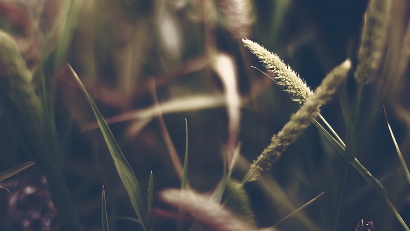 farm, stalk, yellow, grass, macro, field, autumn, cereal plant, rural Scene, thistle, agriculture, nature, depth, summer, selective focus, photograph, defocused
