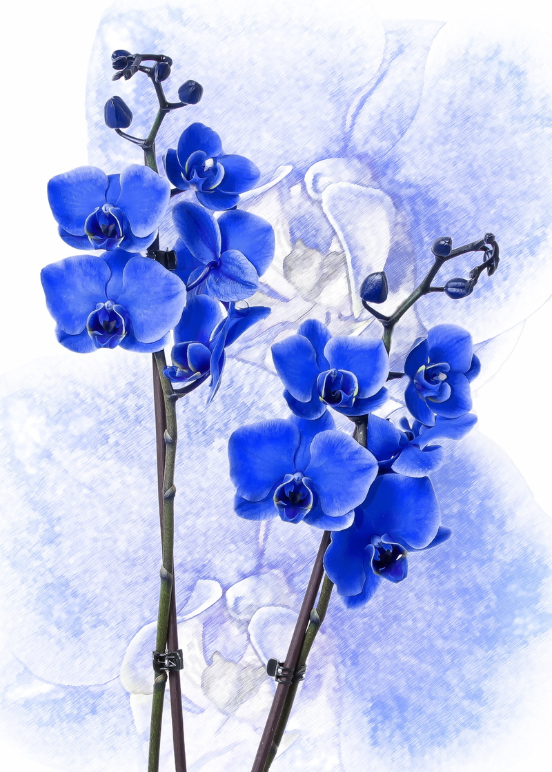 plant, growth, freshness, flora, flower arrangement, flower head, butterfly orchid, decoration, sky, petal, flowering plant, 2K, phalaenopsis, close-up