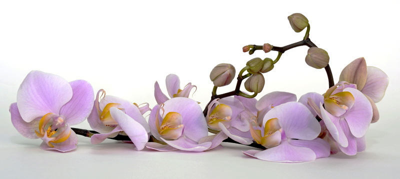 orchid, nature, tropical, fragility, purple, flower arrangement, body care, vulnerability, indoors, header, banner, springtime, violet, white background
