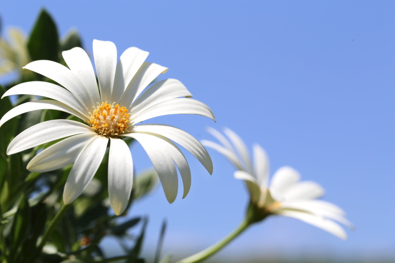 summer, Cape Marigold, white, petal, green Color, flower  flower, white flower, plant, flower in the sun, African daisy, outdoors, 5K, flower, nature