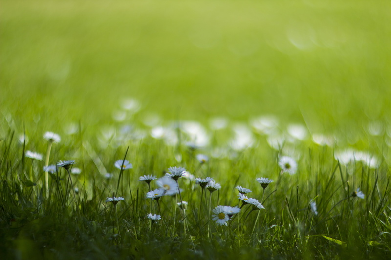 Canon EOS 600D, field, plant, meadow, freshness, nature, green Color, Helios, springtime, 5K, white flower, Chamomile, grass, close-up, white, summer