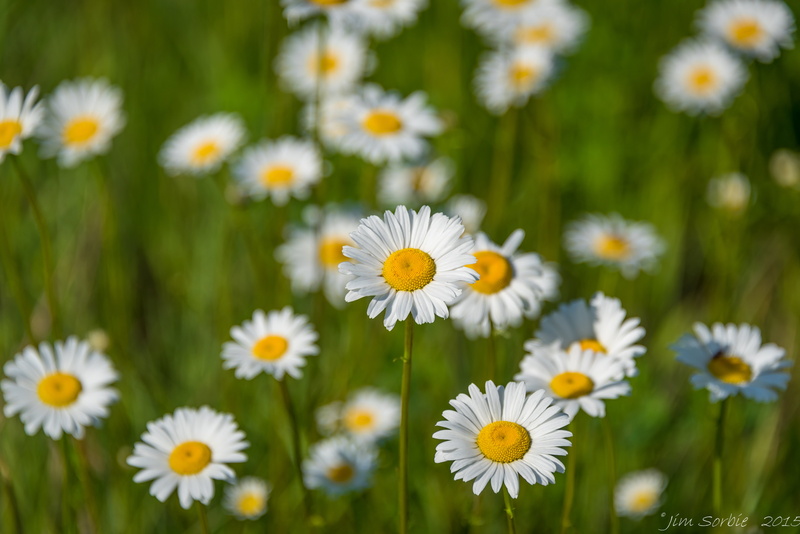yellow, chamomile Plant, freshness, grass, daisy, 5K, meadow, photography, nature, flowers, plant, flower, outdoors, summer, springtime, green Color, field