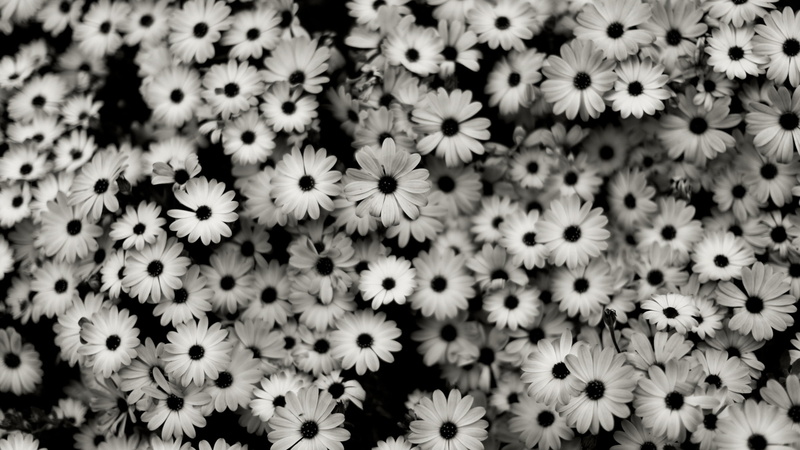 backgrounds, season, pattern, illustration, petal, abstract, daisies, freshness, botany, blossom, no People, osteospermum, summer, growth, inflorescence