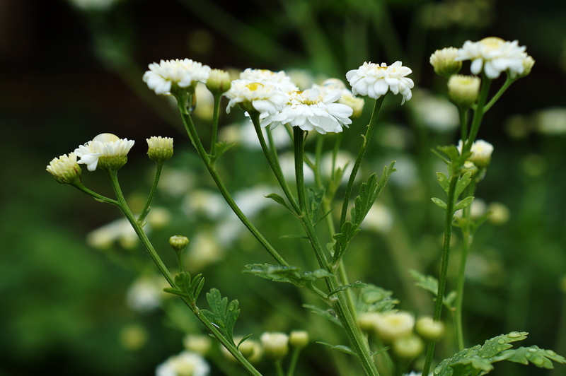 day, flowering plant, focus on foreground, Chamomile, growth, nature, plant stem, petal, flower, close-up, freshness, flowers, selective focus, outdoors