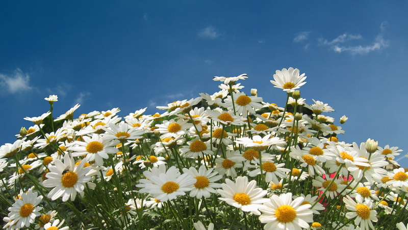 yellow, green Color, closeup, chamomile, photo, pollen, meadow, growth, day, schnittblume, chamomiles, springtime, summer, daisy, wild flower, blütenmeer