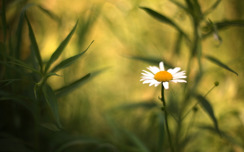 vulnerability, plant stem, flower, freshness, outdoors, inflorescence, flower head, no people, depth of field, petal, flowers, close-up, plant, blade of grass