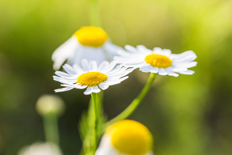 springtime, happiness, freshness, selective focus, flowering plant, pollen, close-up, wildflower, meadow, flower, luck, Wonderful, chamomile, fragility