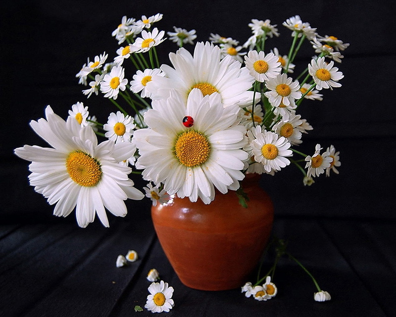 vulnerability, still life, chamomile, plant, green Color, chrysanthemum, gift, backgrounds, bouquet, daisy, wood - Material, white color, 720P, white
