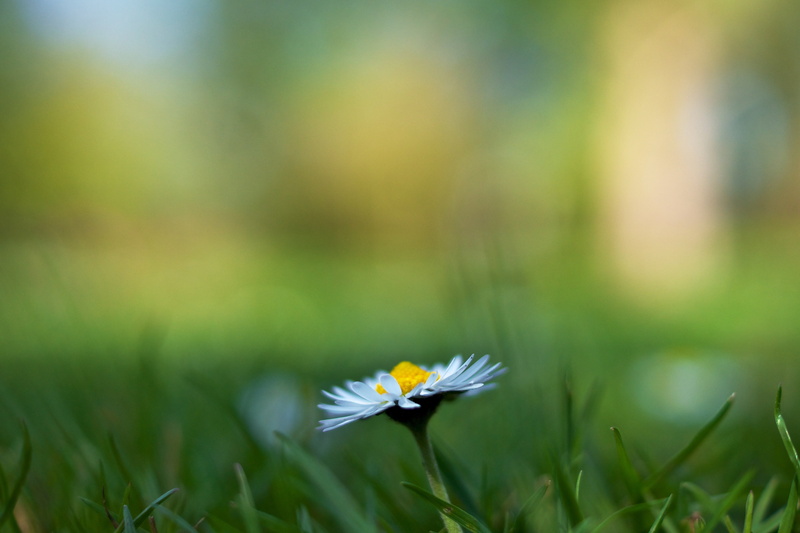 springtime, blossom, meadow, grass, sunlight, yellow, macro, daisy, View, close-up, freshness, Worm, petal, Low, Verulamium Park, chamomile Plant, beauty In Nature