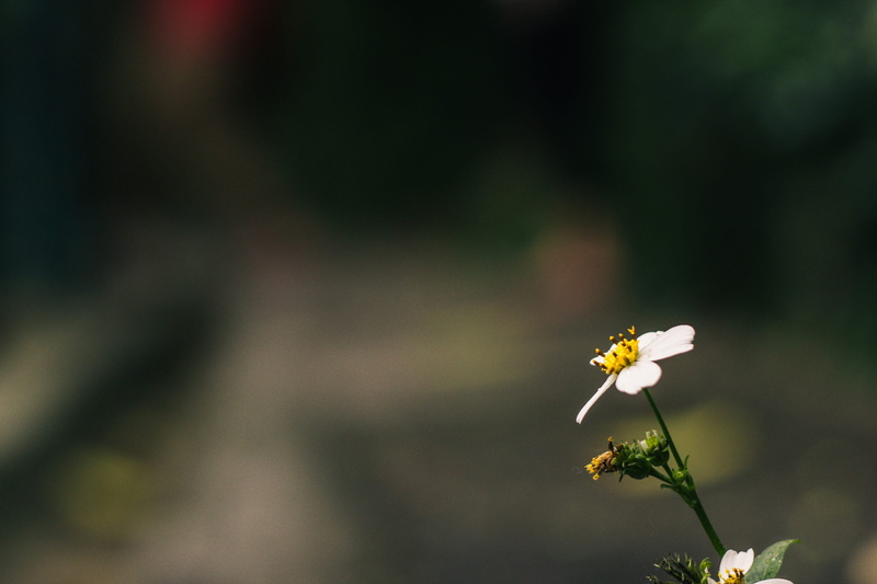 no people, bokeh, inflorescence, blooming, nature, close-up, garden, botanic, chamomile, marguerite, spring, summer, fragility, natural, white, floral