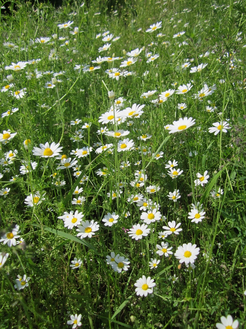 scentless chamomile, bright, inflorescence, 1080P, green color, meadow, day, anthemis arvensis, flower head, land, mayweed, wildflower, grass, flowerbed