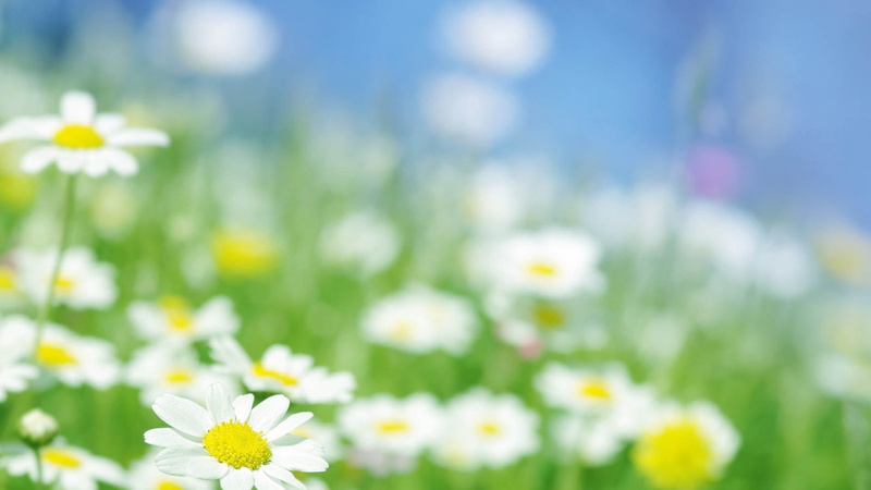 sunlight, flower Head, selective focus, beauty In Nature, blue, bright, green Color, vulnerability, wildflower, defocused, vibrant Color, white, day, chamomile Plant