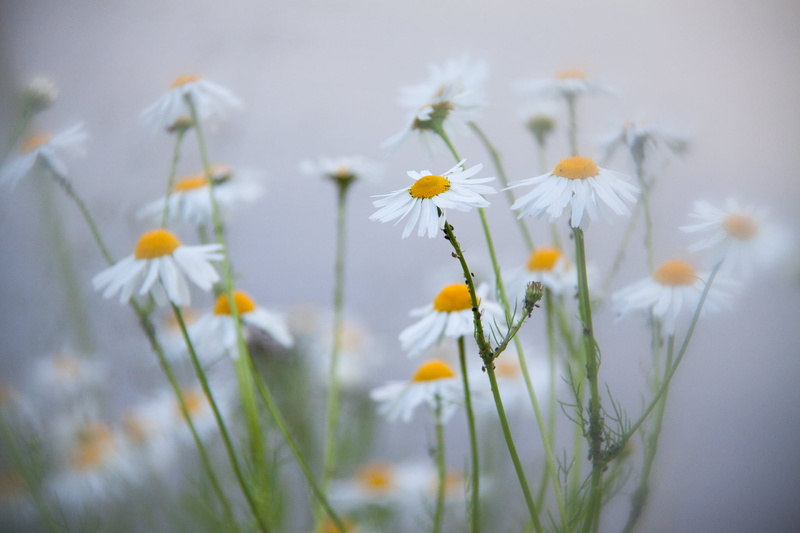 freshness, close-up, selective focus, daisy, springtime, Fog, plant, scentless mayweed, photo, wild, flower, false chamomile, floral, wildflower, focus