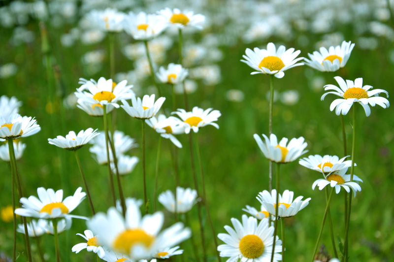 vulnerability, land, nature, inflorescence, growth, petaled, field, pollen, daisy, photo, freshness, white Daisy, plant, white, flower head, close-up, summer