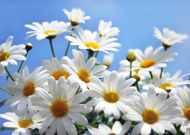 pollen, flower, inflorescence, outdoors, leaf, season, chamomile Plant, petal, green Color, white, nature, selective focus, meadow, vibrant Color, bright