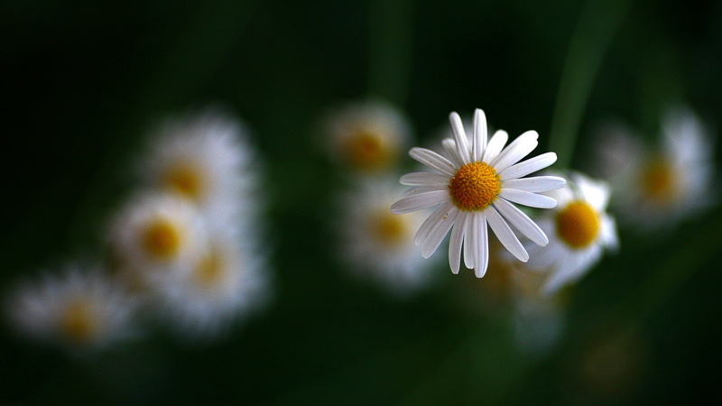 2K, summer, green Color, flowering plant, day, flower Head, herb, fragility, backgrounds, yellow, white, selective focus, macro, color Image, petal, focus on foreground