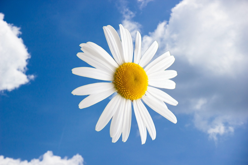 growth, light, vulnerability, air, white, summer, close-up, flower head, 5K, plant, outdoors, fragility, margriet, clouds, beauty in nature, springtime