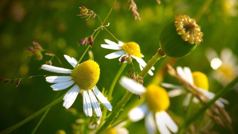 bloom, close-up, pollen, day, garden, blooming, blossom, grass, spring, yellow, selective focus, flower head, green color, no people, flowering plant, petal