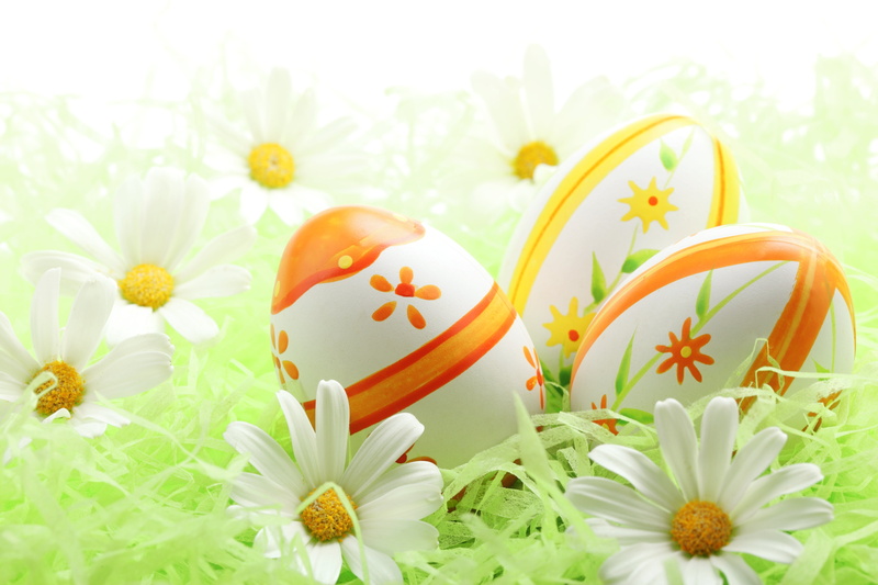 easter Egg, grass, food, vibrant Color, backgrounds, decoration, fragility, chamomile Plant, egg, springtime, freshness, meadow, white, selective focus