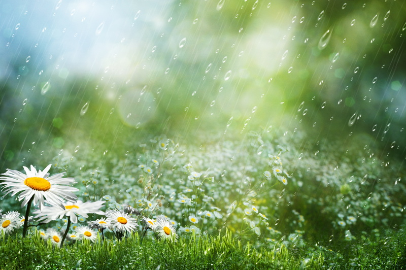 backgrounds, drops, environment, white, fragility, no People, landscape, green Color, daisy, land, sunlight, defocused, petal, bright, springtime, summer