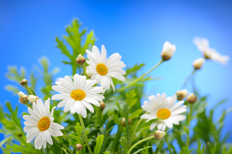 vibrant Color, plant, spring, landscape, white, yellow, the sun, springtime, macro, pollen, season, beauty In Nature, chamomile Plant, blossom, botany