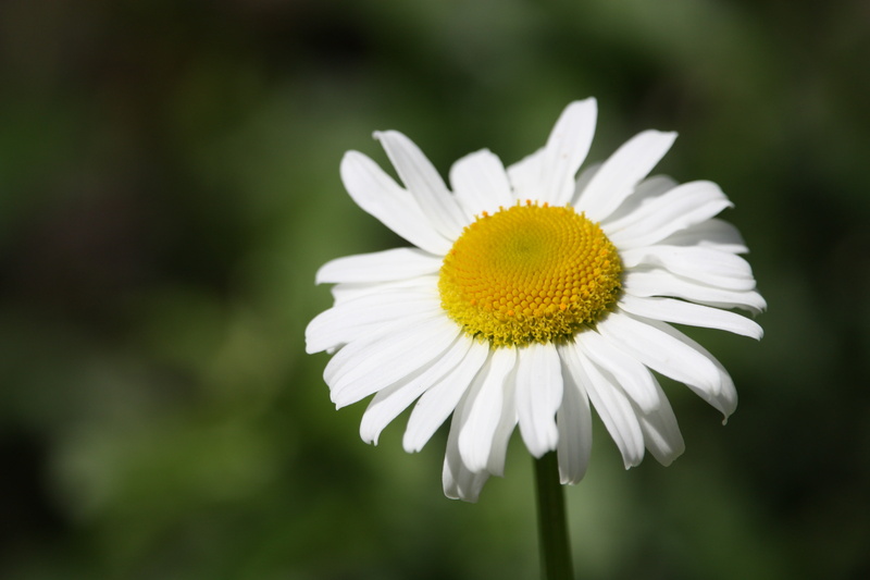 fragility, outdoors, vibrant Color, freshness, day, daisy Family, flower Head, green Color, season, oxeye Daisy, leaf, marguerite, flowering plant, vulnerability